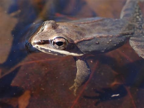 Maryland Biodiversity Project Wood Frog Lithobates Sylvaticus