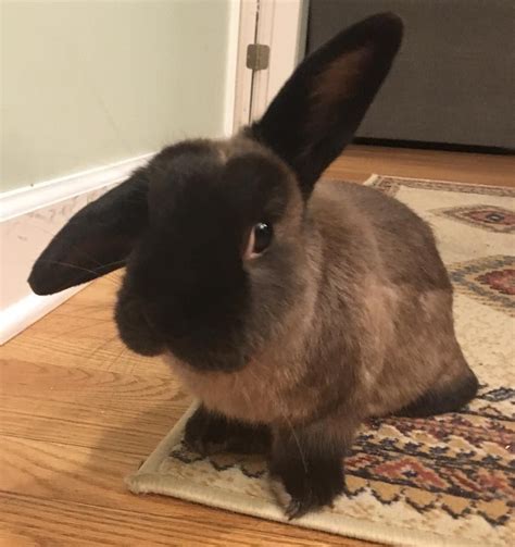 Biodata dan instagram pacar btr branz. Public service announcement from our Zen Bunny (her name ...