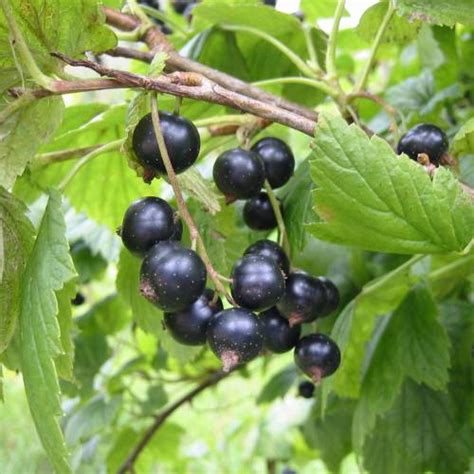 The blackcurrant (ribes nigrum), also known as black currant or cassis, is a deciduous shrub in the family grossulariaceae grown for its edible berries. Currant, Black : buy Currant, Black / Ribes nigrum