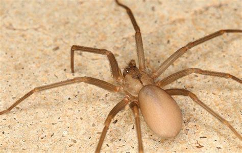 The Brown Recluse Spider The Most Misidentified Spider In Conroe