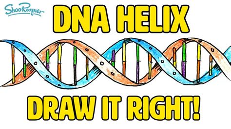 How To Draw The DNA Helix YouTube