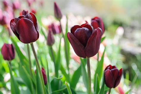 Tulips Grow Guide