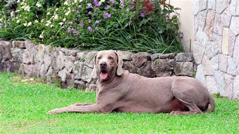 Garden buildings direct is your best source for your outdoor furniture. How to Create a Dog-Friendly Garden - PetsBlogs
