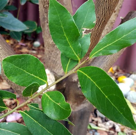 Basil, bay leaf, thyme, oregano, peppercorns, cloves, and mushrooms may be included depending on taste preferences. Bay Leaf Tree: Grow and Eat - Grow It, Catch It, Cook It