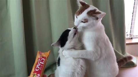 Cats Lick Each Other While Eating Cat Treats From Tube Jukin Licensing