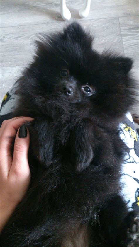 Im Naming Him Oogy Pomeranian Pomeranian Puppy Black Pomeranian