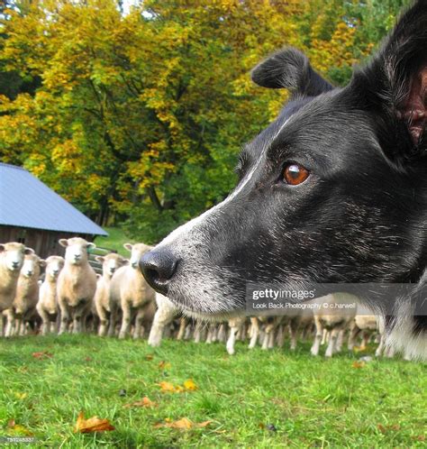sheep  border collie dog high res stock photo getty images