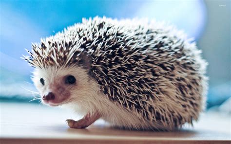 Cute Hedgehog Telegraph