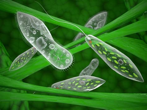 Ver más ideas sobre microbiología, bacterias dibujos, biología. Reino Protoctista