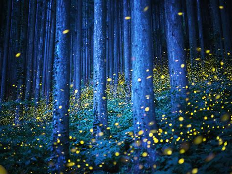 Kei Nomiyama Captures Hundreds Of Fireflies In Mid Air Night Forest