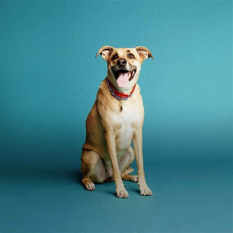 Any microchipped pet can be registered here! Pin on Pet Info & Products