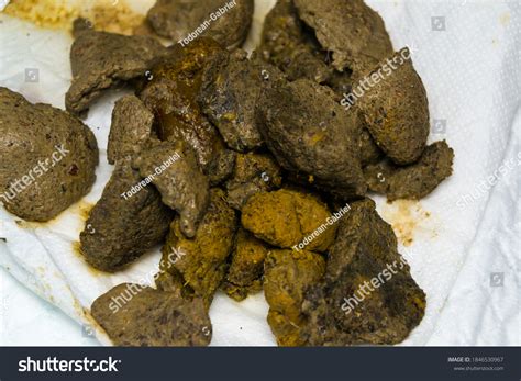 Closeup Photo Fecal Impaction Constipated Cat Stock Photo 1846530967