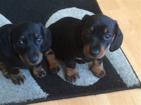 A small deposit of $100.00 will hold your puppy. Adorable short-haired Dachshund puppies for sale | London ...