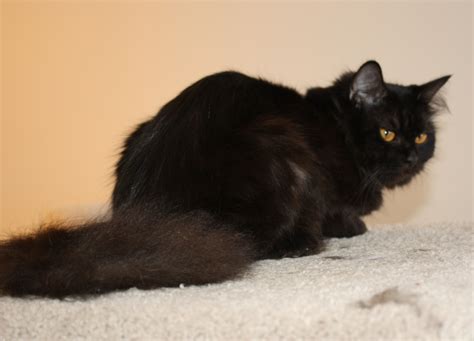 We love to see your beautiful pussycats! ADOPTED: #NS04129: Tuta