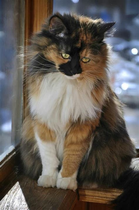 While they are relatively rare, with an estimated. Best 25+ Calico cats ideas on Pinterest | Fluffy kittens ...