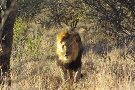 Madikwe Game Reserve Safari En Afrique Du Sud La Terre Est Un Jardin