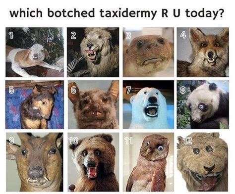 Which Are You Today Memes Funny Memes Funny Pictures
