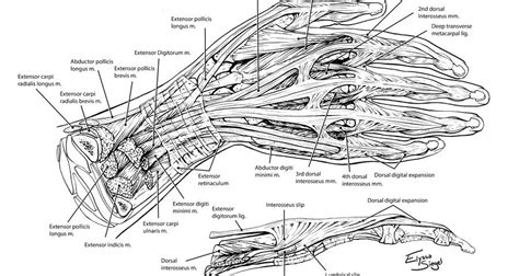 Extensor Muscles Of The Hand Art As Applied To Medicine