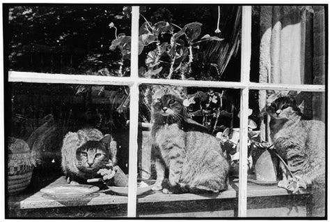 Henri Cartier Bressons Cat Photos
