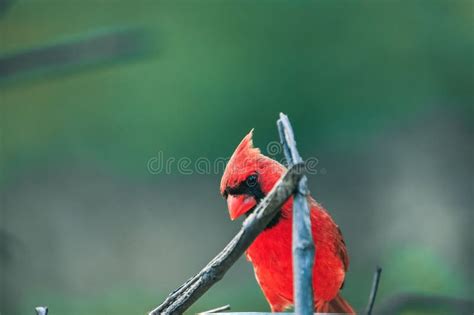 Male Northern Cardinal Perched On A Branch Looking At The Camera Stock