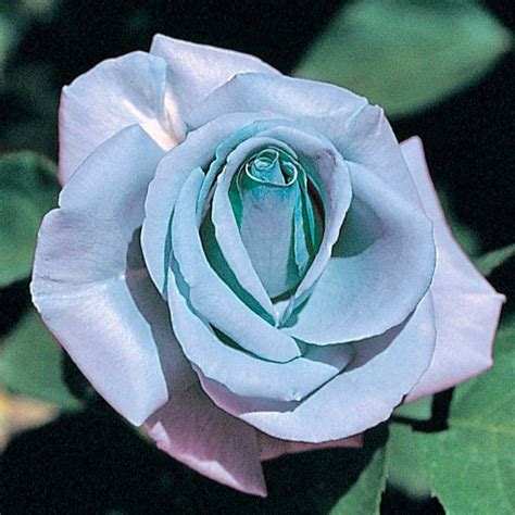 Blue Rose Seeds Flower Beautiful Rare Exotic Home Etsy