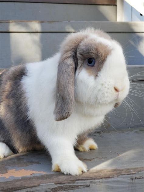 Gorgeous Holland Lop With Blue Eyes Pet Bunny