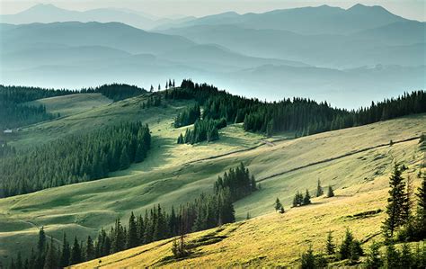 За лугом блакитніє смуга дерев. Фотографии Украина Карпаты гора Природа Леса Пейзаж