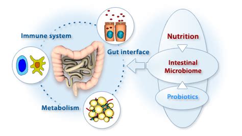 Gut Microbiota And The Brain Part