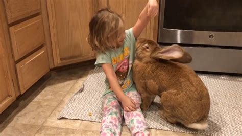 3 Year Old Girl And Giant Rabbit Get Into Trouble Together Youtube