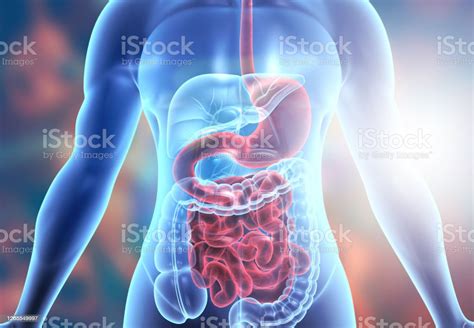 Human Body Digestive System Anatomy Stock Photo Download Image Now