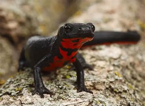 Chinese Fire Bellied Newt Care Sheet Reptiles Cove