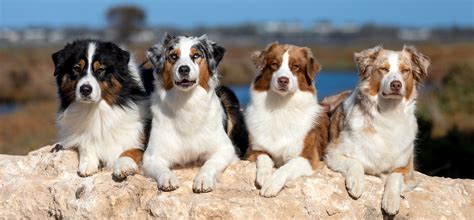 Australian Shepherd Breed Information And Pictures Getting To Know Dogs