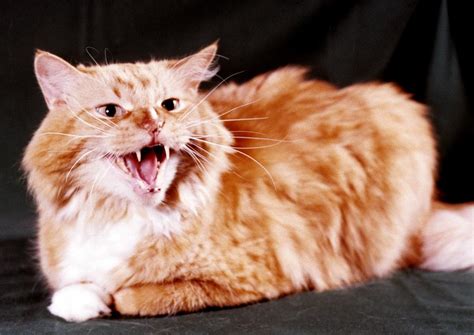 Angry Orange Tabby Photograph by Larry Allan