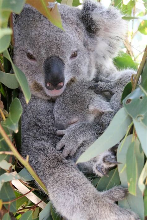 Zwei Koala Joeys Tauchen Im Taronga Zoo Auf Zoobornen Baby Koala