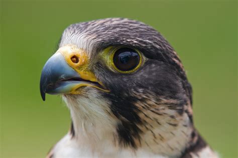 Free Images Wildlife Beak Hawk Fauna Bird Of Prey Close Up
