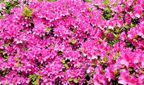 Check spelling or type a new query. Best six early spring flowering shrubs | Express.co.uk