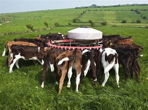 10 Steps Every Farmer Needs To Follow When Feeding Calves Agrilandie