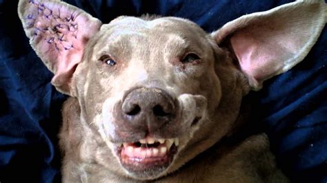 Some small, painless aural haematomas never try to drain an aural haematoma at home. How to treat a Cauliflower Ear in your dog - YouTube
