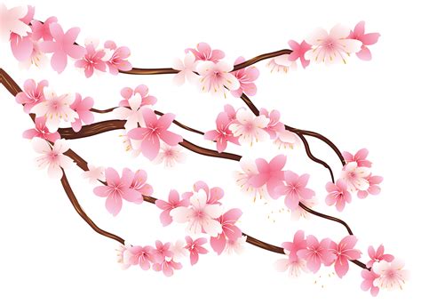 Cherry Blossom Flower Vector Png Images Cherry Blossom Clipart And