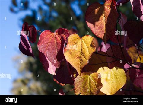 Cercis Canadensis Forest Pansy Hi Res Stock Photography And Images Alamy