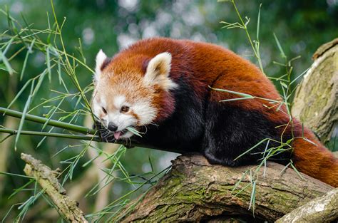 Red Panda On Bamboo Tree Branc · Free Stock Photo