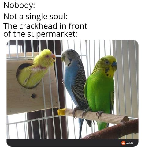 I Made Ubirdsspcedz Pic Into A Meme Budgies