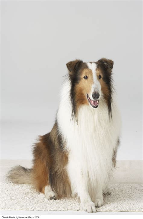 Collie Dog Lassie Pictures To Pin On Pinterest