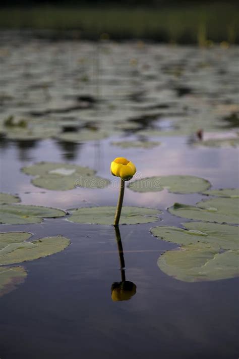 Yellow Water Lily Reflected In Water Stock Image Image Of Tranquil