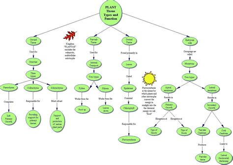 Concept Map Of Animal And Plant Tissue Animlas As