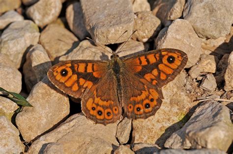 Wall Brown Seen Dorset Butterflies