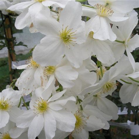 Clematis in pots should be given a liquid feed through the summer and early autumn. Clematis carmanii "Avalanche": Bushy or trailing evergreen ...