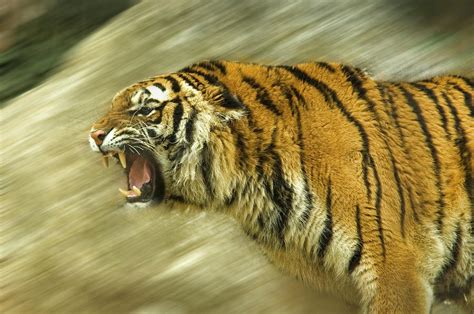 Roaring Dangerous Tiger Photograph By Ioan Panaite Fine Art America
