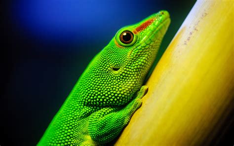 Animals Reptiles Lizard Green Color Tropical
