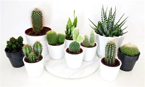 The right potting soil and the care right after planting are critical for how to take care of a mini rose plant. Jusqu'à 72% Lots de mini cactus | Groupon